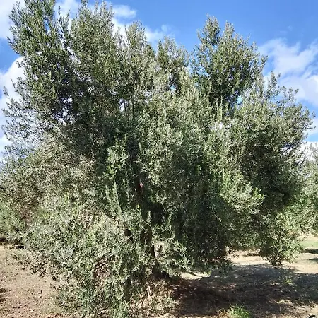 Anve Olive Tiny House