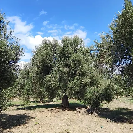 Holiday park Anve Olive Tiny House Burhaniye