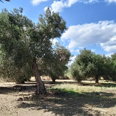 Anve Olive Tiny House *