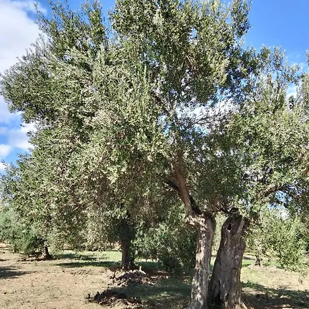 Anve Olive Tiny House * Ören