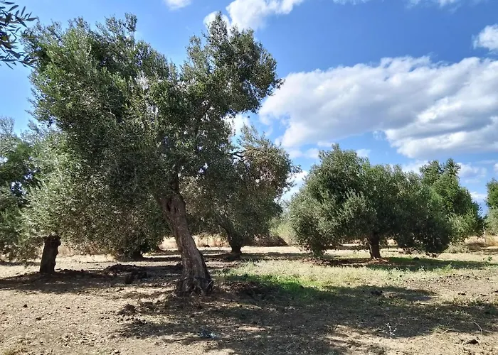 Anve Olive Tiny House *